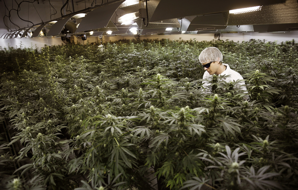 Buy Weed Online