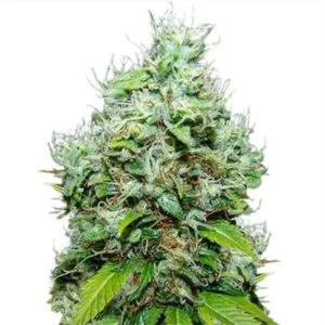 NYC Diesel Feminized Seeds