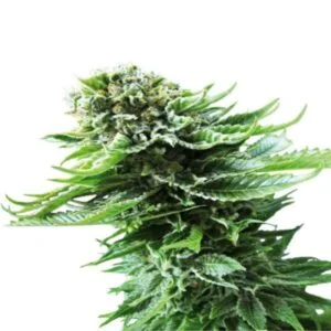 Northern Lights Regular Seeds